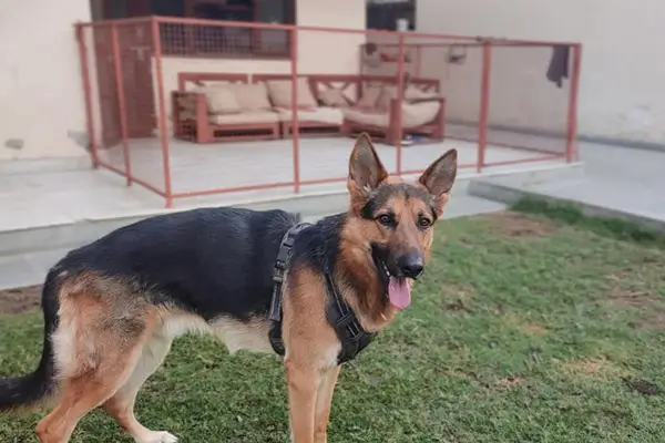 Adult dog stay