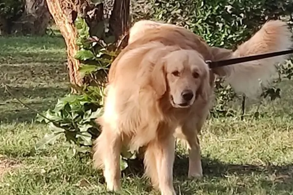 Adult dog care