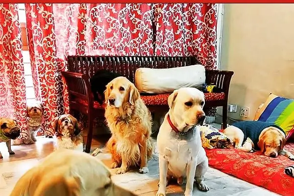 Pet boarding facility