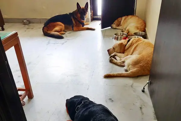 Pet boarding room