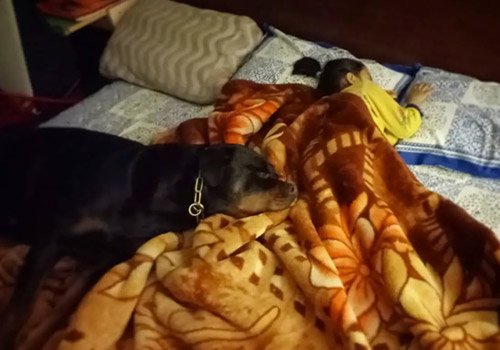 Pet care session