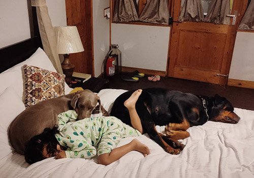 Happy pets