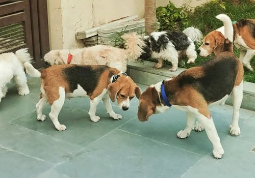 Happy Pettings grounds