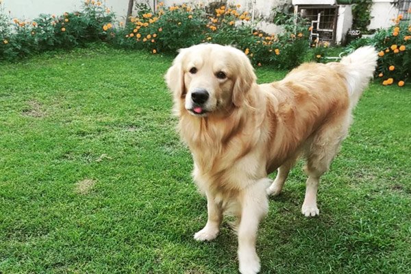 Senior Dog Boarding at Happy Pettings