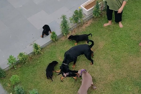 Special Needs Dog Boarding at Happy Pettings