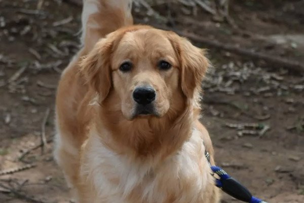 Solo Dog Boarding at Happy Pettings