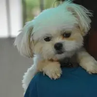Sensitive Dog Boarding at Happy Pettings