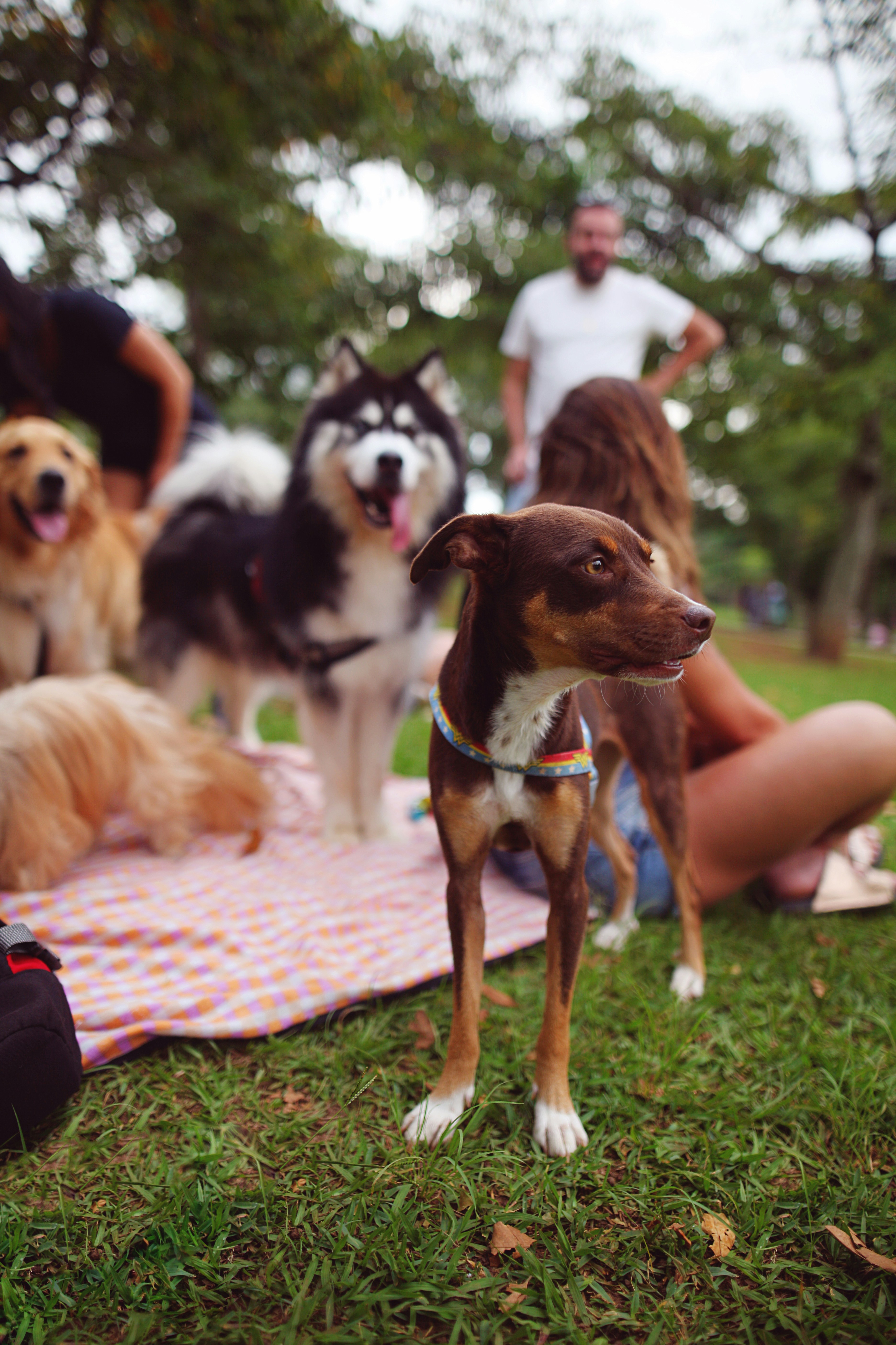 Happy dogs at daycare